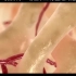 3D动画演示：骨生长和骨重建的过程