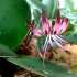 鸩舌花属的 Ornithoglossum undulatum 产纳米比亚南部到萨默塞特郡东