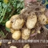土豆开花后做这几个小操作，土豆产量提高三成，结的土豆太多了