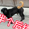 三百万人看过的拼好狗后续