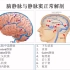 Day12   王子高：脑血管正常解剖及DSA影像