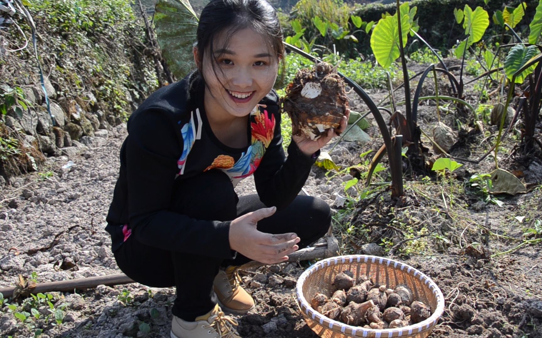 这种东西长在地面下,农村小妹挖了一箩筐,比她的头还大_哔哩哔哩_bili