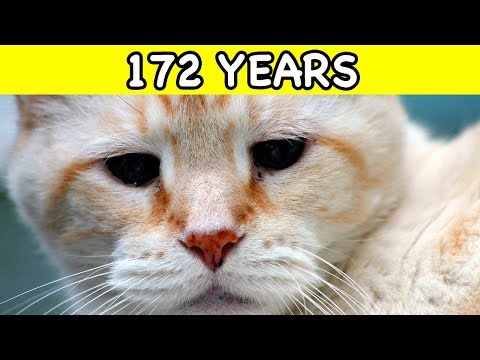 世界上最老的猫