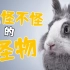 【鬼谷说】兔形目：喜马拉雅造就的“不合理”生物