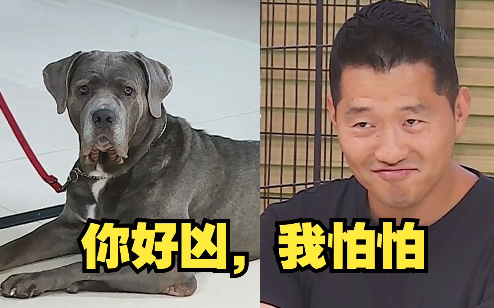 卡斯罗出售两年左右能生会带价格便宜 - 卡斯罗交易 - 猛犬俱乐部-中国具有影响力的猛犬网站 - Powered by Discuz!
