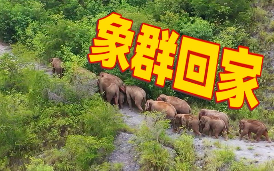 大象奇游记|云南亚洲象群北移南归纪实
