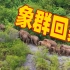 大象奇游记|云南亚洲象群北移南归纪实