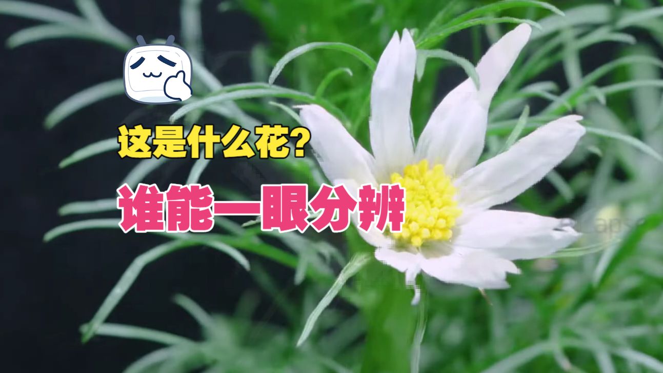 一粒就能收获一片花海的种子，谁种过这种花？