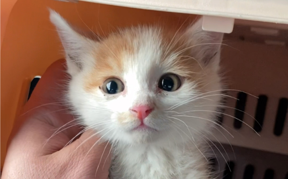 绑架代替购买，一个孩子可以换一个猫条，出卖兄弟的小猫可以得到一个罐头