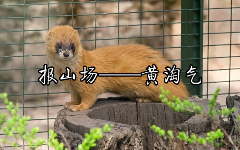 东北非物质文化遗产《报山场——黄淘气》