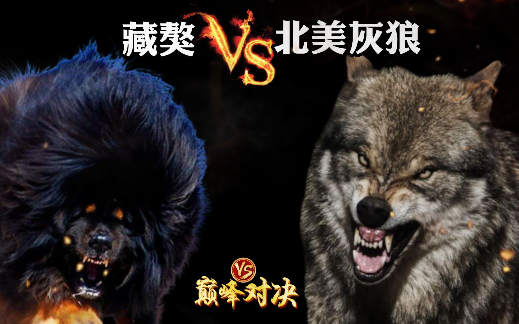 藏獒vs野狼，8头200斤的纯种獒王挑战北美灰狼，这也太狠了！