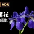 【8k HDR】鸢尾花开延时摄影，B站首支8K+HDR花卉延时摄影视频