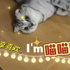 喵太累