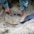 俄罗斯挖土党硬核考古，他们的口号：挖到就是我的！