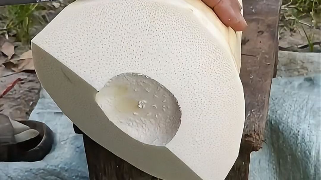 砍掉竹笋，是管理竹林的必要步骤！
