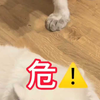 猛虎捕猎北极熊珍惜画面