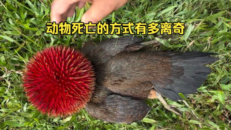 动物离奇死亡鉴定43