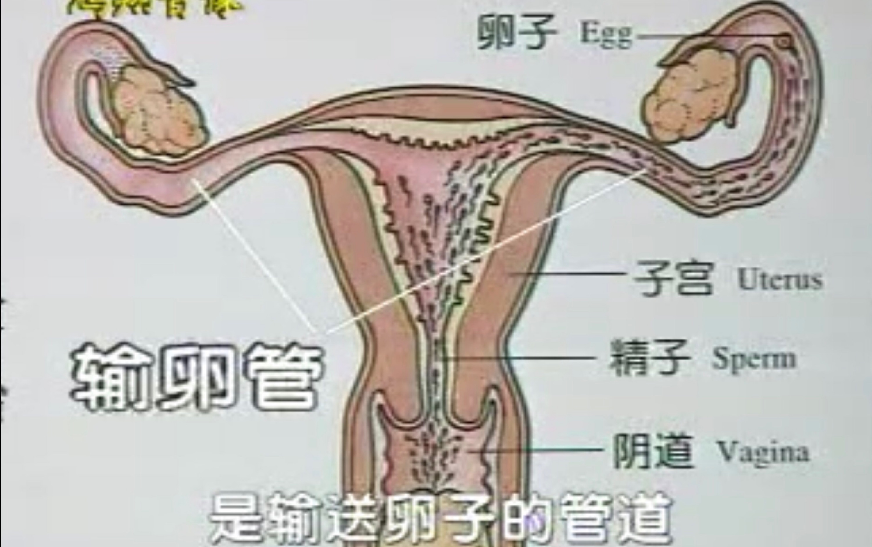 中小学性教育知识讲座(初中版)(无删减版)哔哩哔哩bilibili