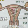 中小学性教育知识讲座（初中版）（无删减版