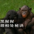 倭黑猩猩和谐相处秘诀