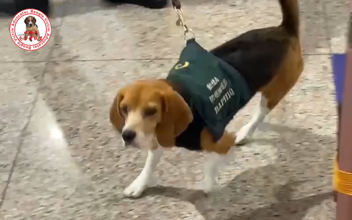 在台湾机场遇见一只工作中的比格检疫犬，依然狂闻+爆冲