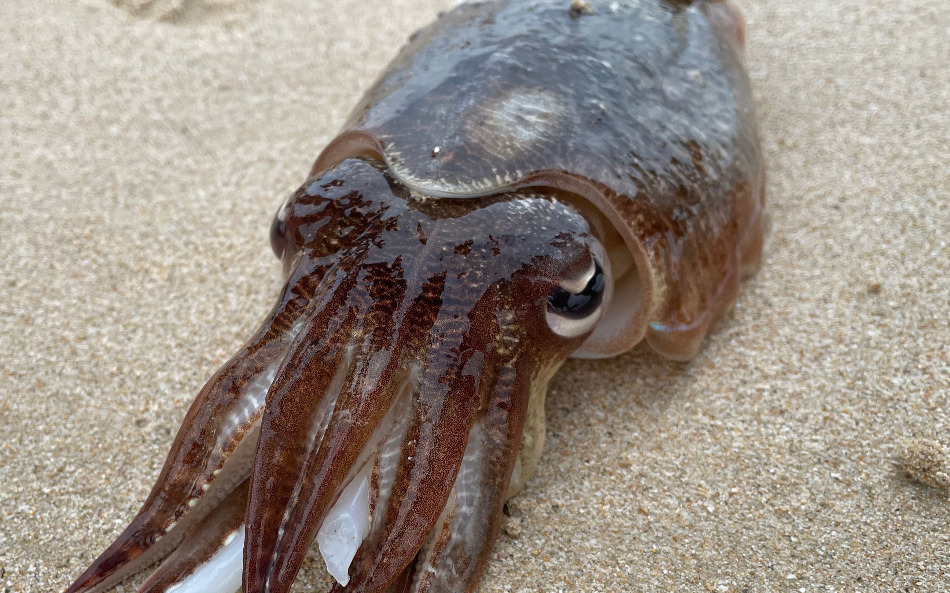 大海退潮后，大齐赶海发现一只大墨鱼，还有好久未见的猫眼螺