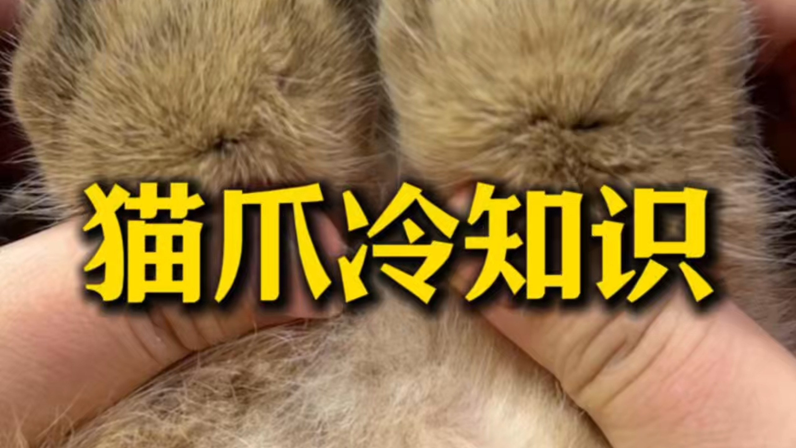 猫爪冷知识