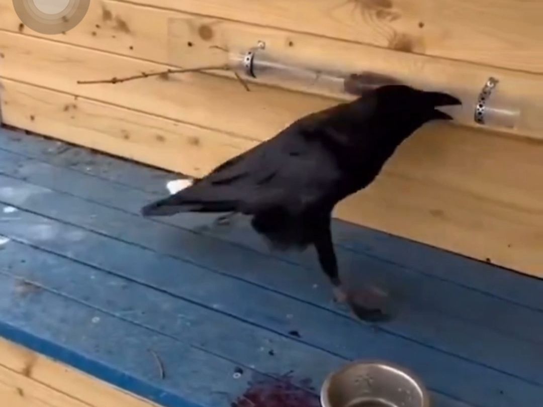 This crow has become a spirit?