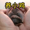 把三颗鸡蛋放到孵化器里面，半个月后小鸡出现了