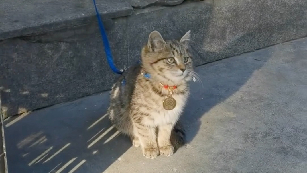 它是水果店前的一小老板