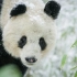 中国珍稀物种系列纪录片《大熊猫》