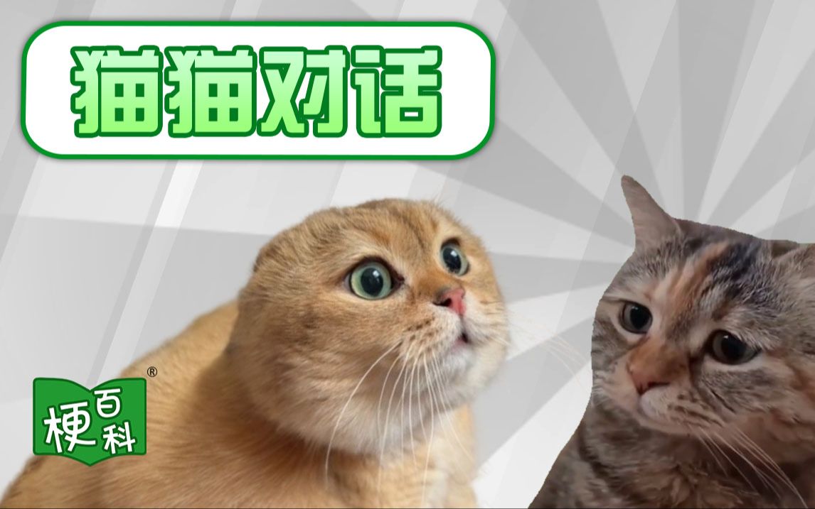 【梗百科】猫猫对话是啥梗？我要吃馄饨，辣辣滴？