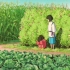 【宫崎骏动漫中的春天】那些治愈心灵的春日场景