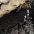 秘鲁巨人蜈蚣，交配繁殖2.0   交配成功