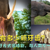 大象的牙齿有多少？那你知道它们是如何换牙齿的吗