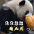 【大熊猫】南瓜肉重出江湖！