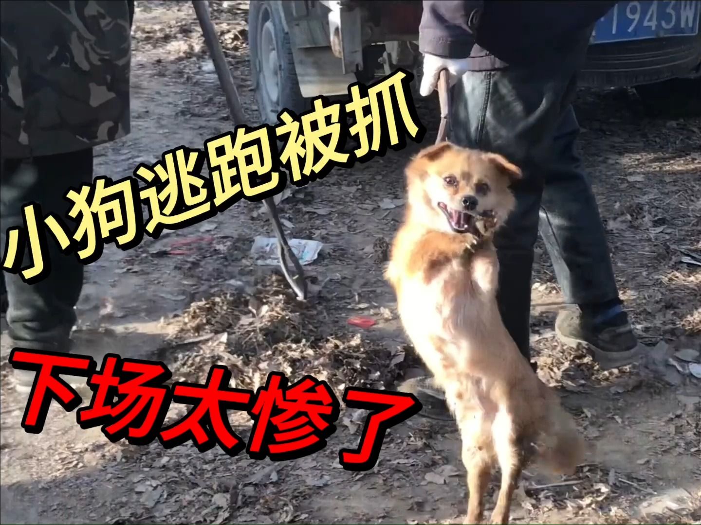 小土狗在狗肉车逃跑，狗贩直接放猎犬猛追，捉到后下场真的太惨了