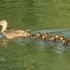 出发啦，一群小鸭子跟着妈妈出游觅食
