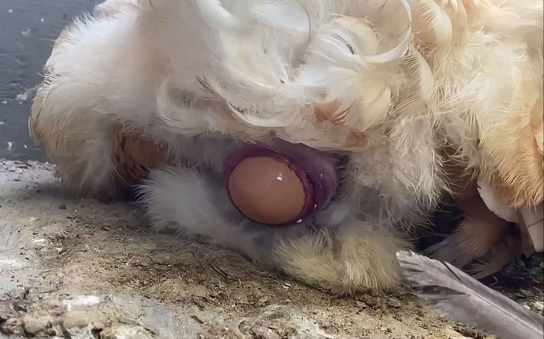 大家快来薅！好念头家的无菌可生食鸡蛋活动终于来了，快快快！