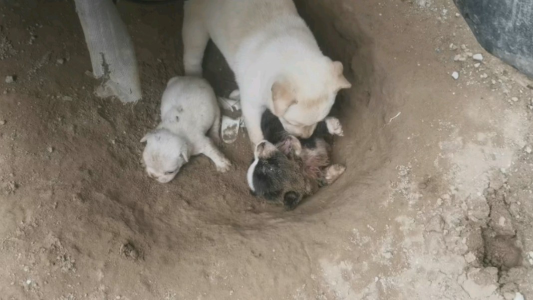 中华田园犬对着小奶狗下死手，这是有多大的仇恨啊