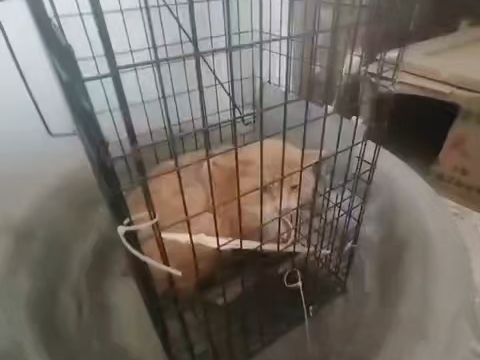 爱哈气的贱橘畜