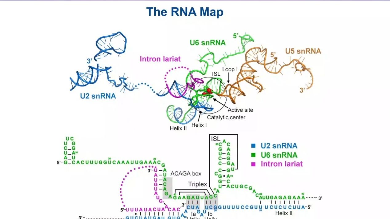 20240116-中国科学院施一公-RNA Splicing @Atomic Resolution