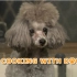 【cooking with dog】2011年整年合集 720P