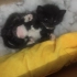 【超萌】捡来的流浪小奶猫日常吃饭、发呆、睡觉~~~