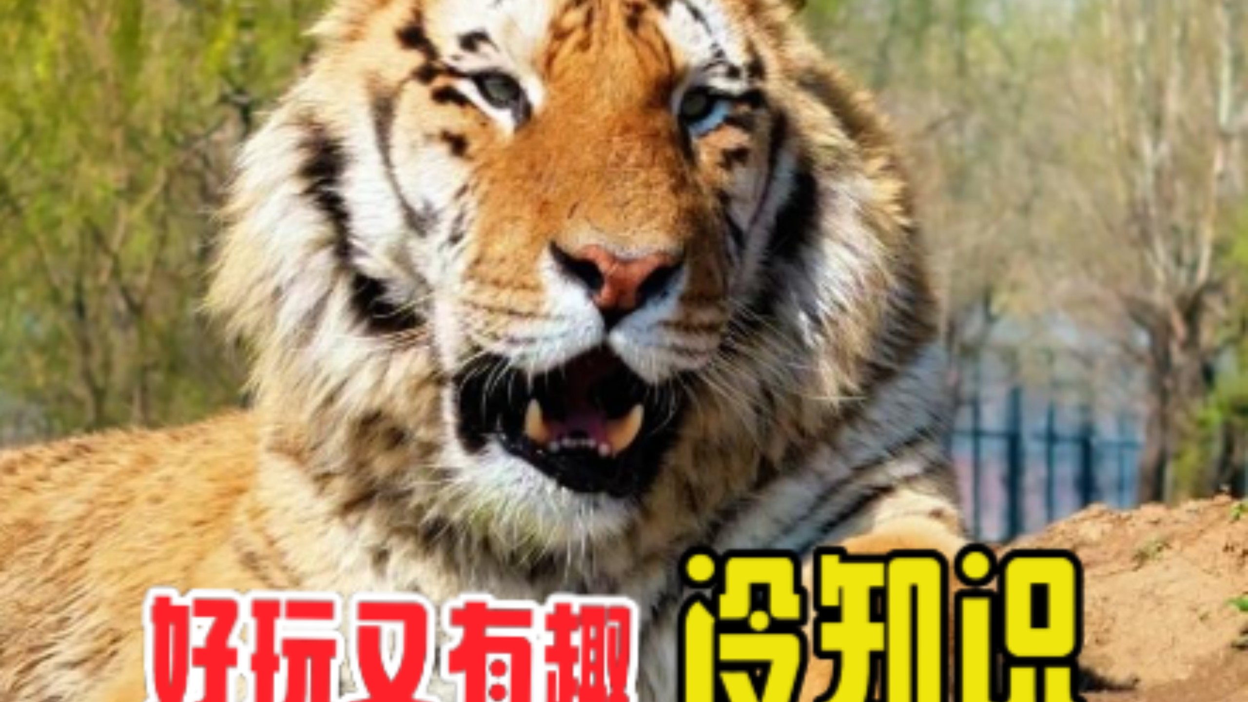 假如你被老虎攻击了怎么办