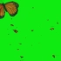 绿幕视频素材蝴蝶