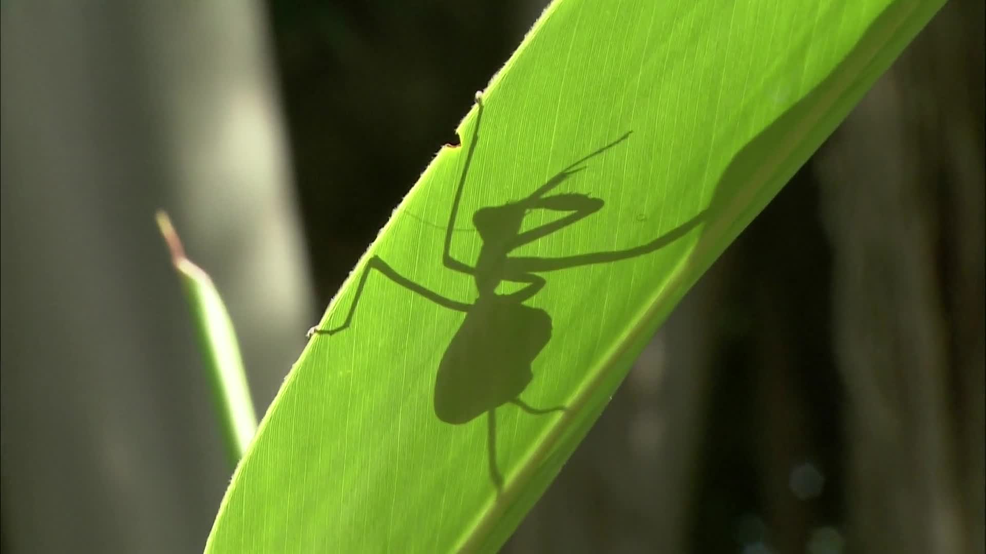 【纪录片】异形昆虫-ALIEN INSECT-PRAYING MANTIS （2001）