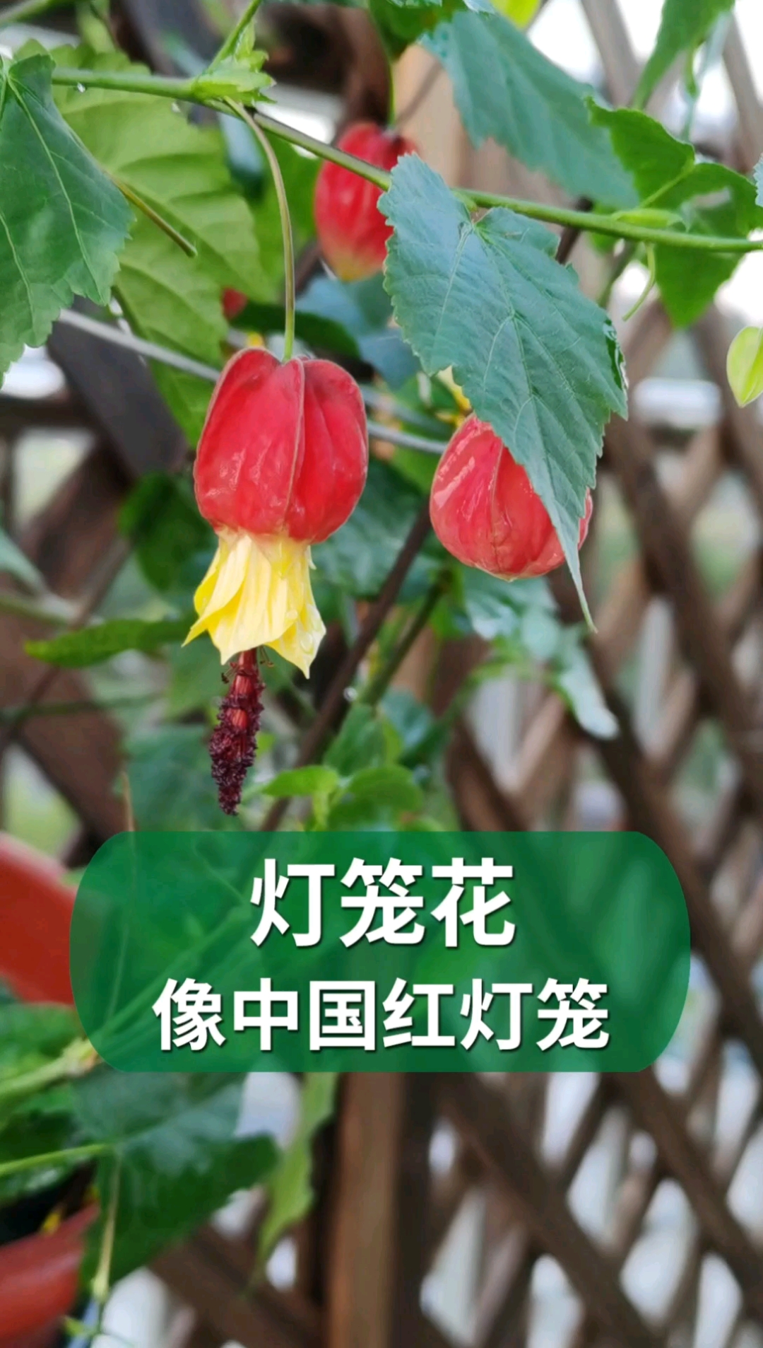 灯笼花,太像中国的大红灯笼啦#灯笼花#养花#园艺