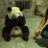 【这就是中国】俄罗斯大熊猫纪录片《熊猫的生活》