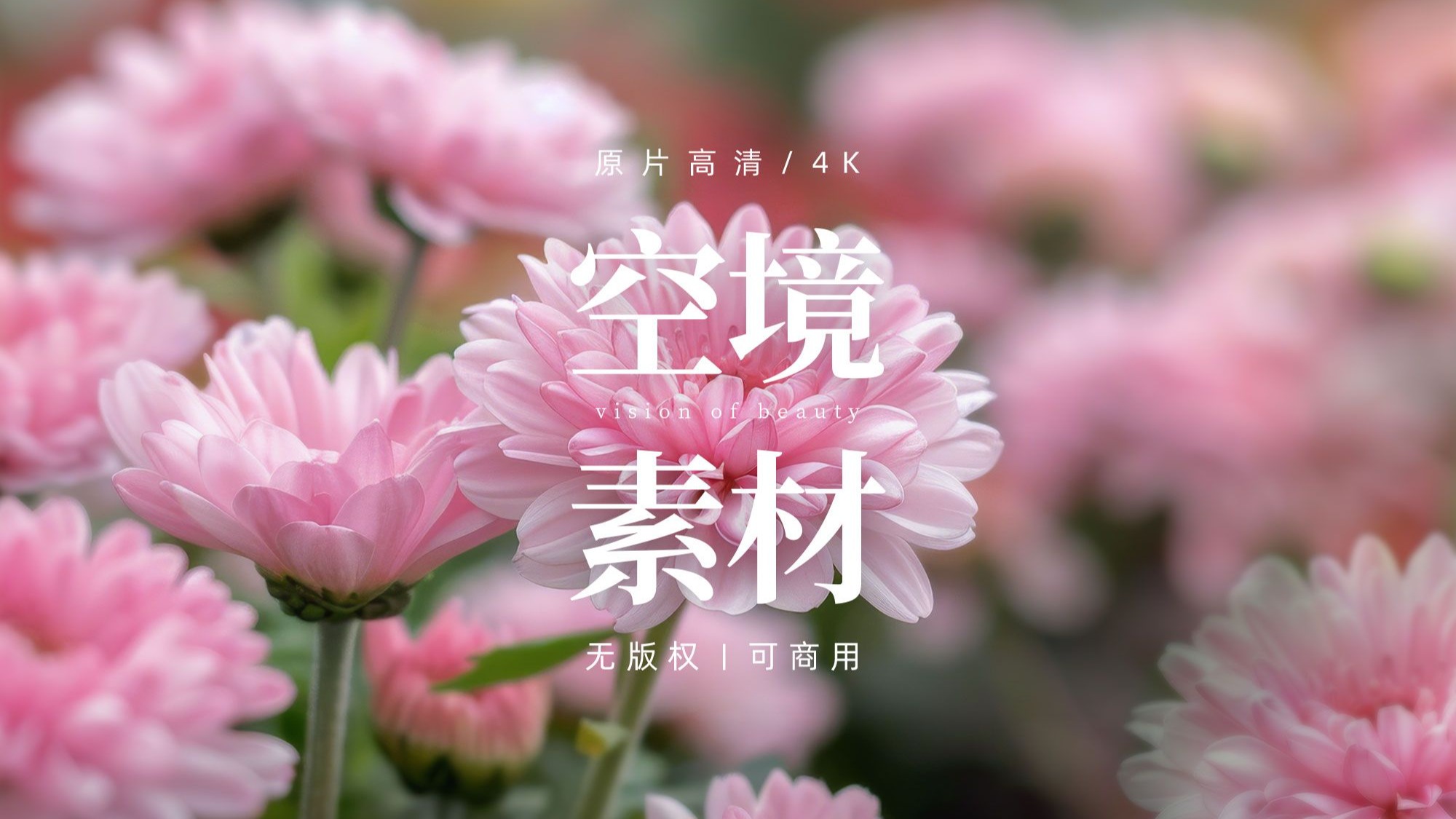 【免版权空镜】花朵花小清新母亲节视频素材